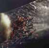 spiderlings_phase_3