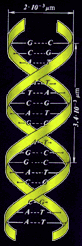DNA_helix